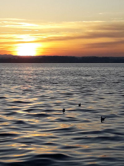 View of birds swimming in sea during sunset