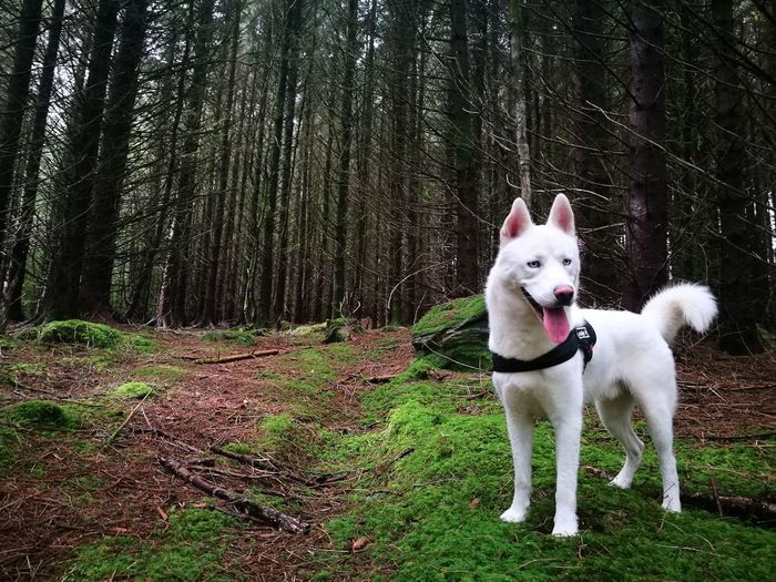 White dog standing against trees in forest