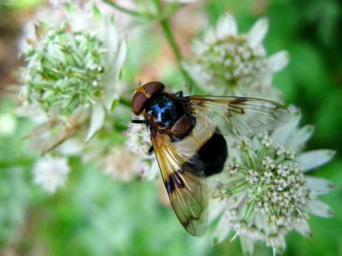 Close-up of hoverfly pollinating on white flower