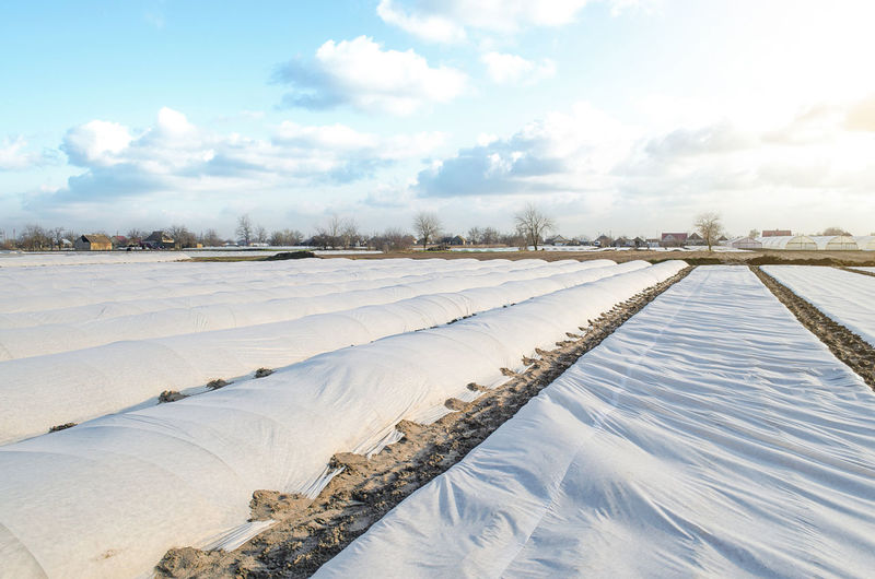 A farm field covered with a spunbond spunlaid nonwoven to protect potato plants 