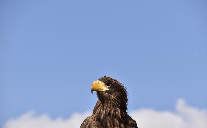 Low angle view of eagle against sky
