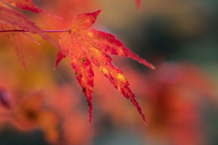 Close-up of red maple leaf during autumn