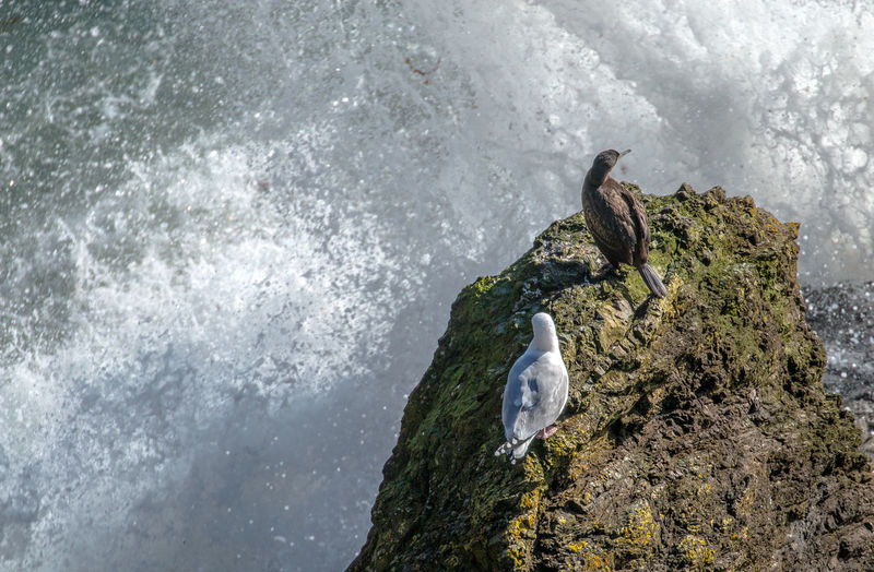 High angle view of bird perching on rock by sea