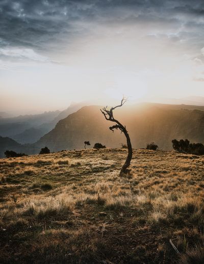 Lonely tree in the semien mountains, ethiopia