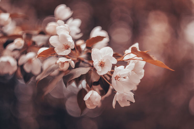 Close-up of cherry blossoms outdoors