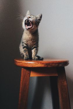 Kitten sitting on wooden table by wall