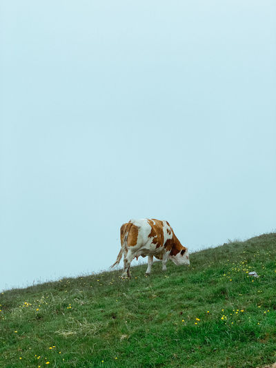 View of cow on field against clear sky