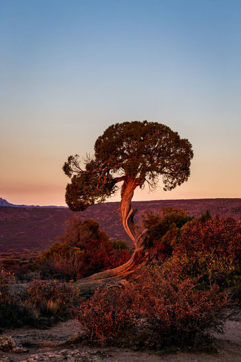 Tree on landscape against sky during sunset