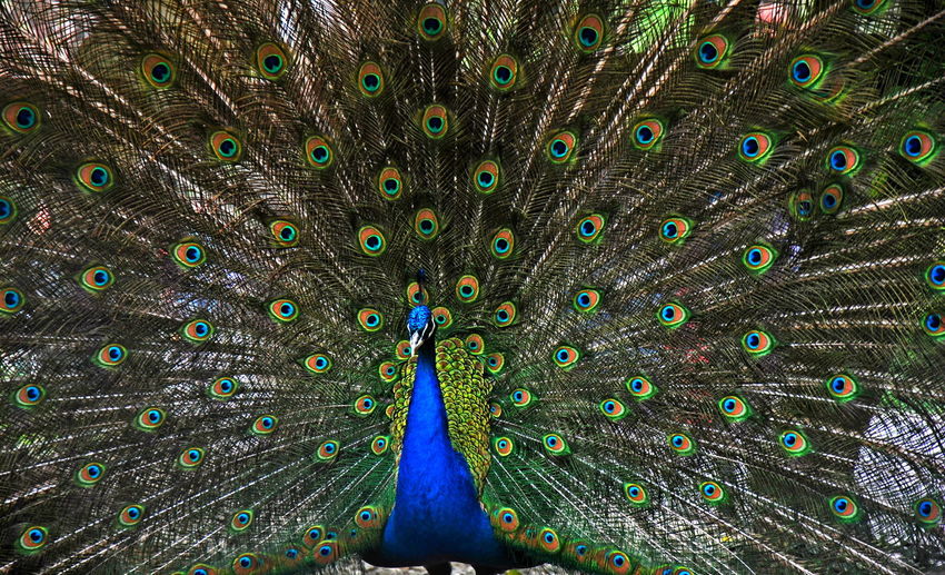 Close-up of peacock feathers