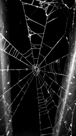Close-up of spider web