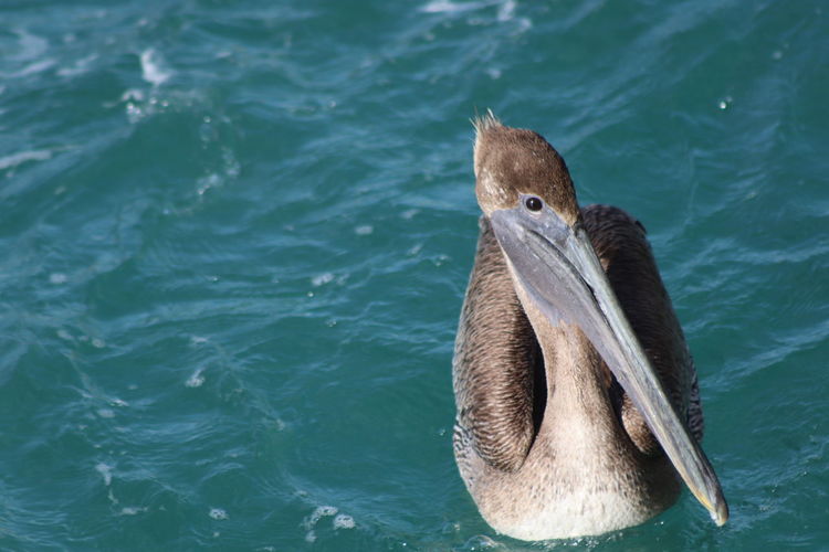 High angle view of pelican swimming in sea