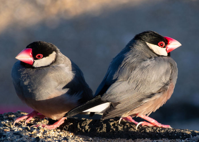 Two java finches 