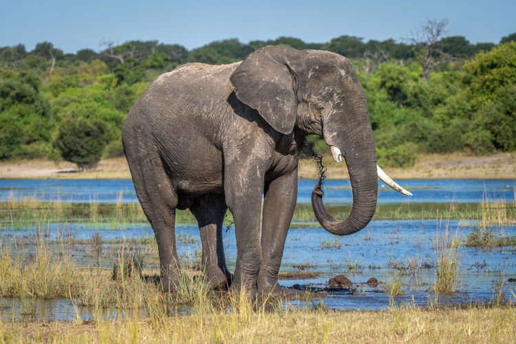 African elephant stands on floodplain squirting mud