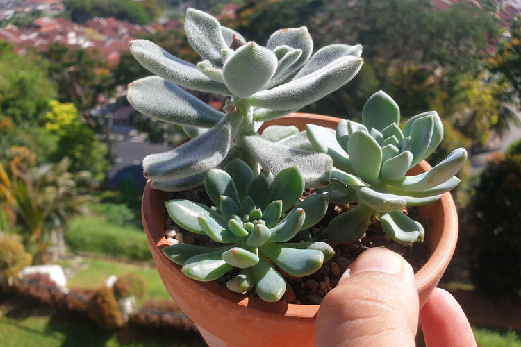 Close-up of hand holding succulent plant