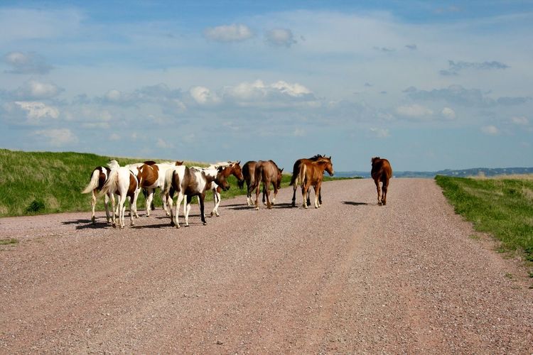 Horses walking on dirt road against cloudy sky