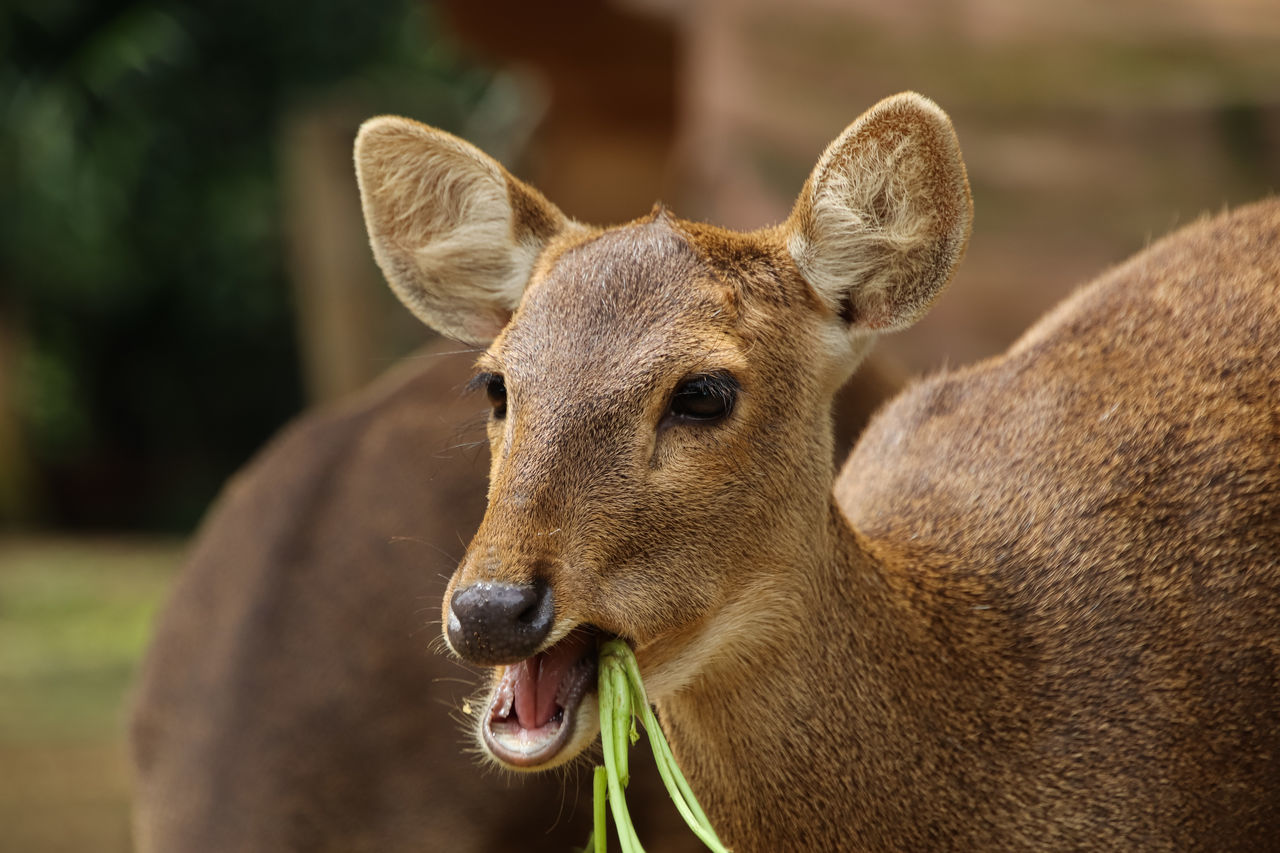 Page 39 Of Deer Pictures Curated Photography On Eyeem