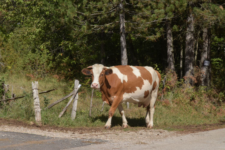 Cow standing in a forest