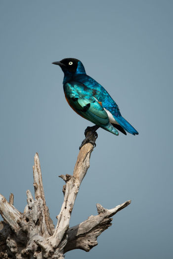 Superb starling perches on log in sunshine
