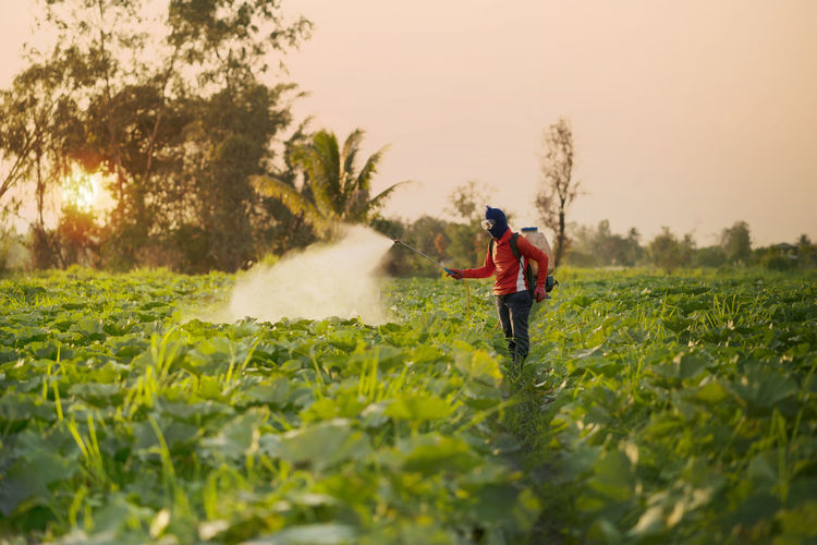 Farmer spraying pesticidein in garden