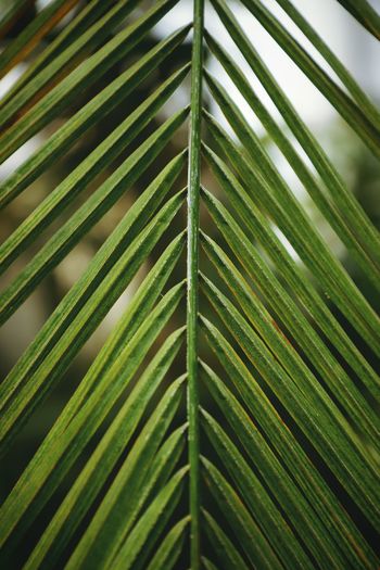 Full frame shot of palm leaves