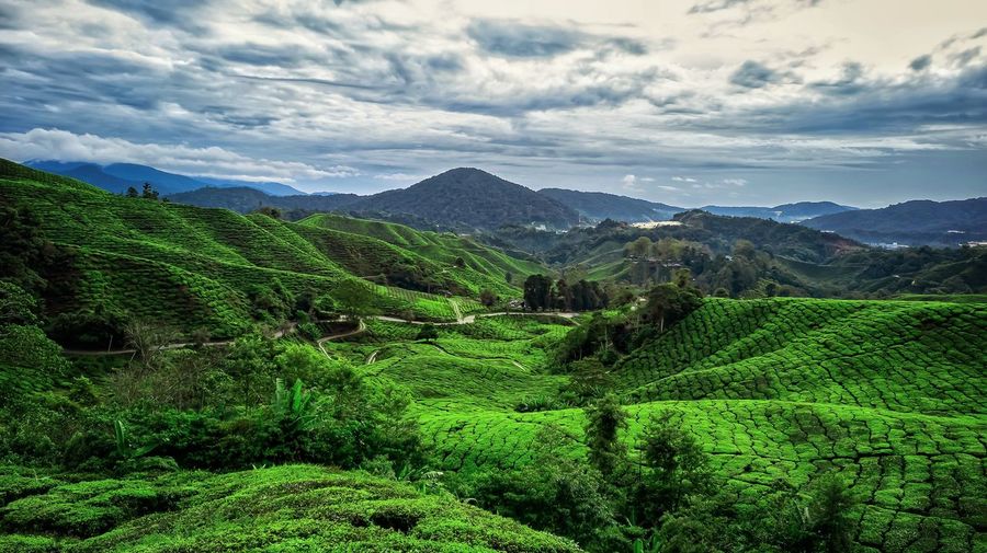 Scenic view of agricultural tea field against sky