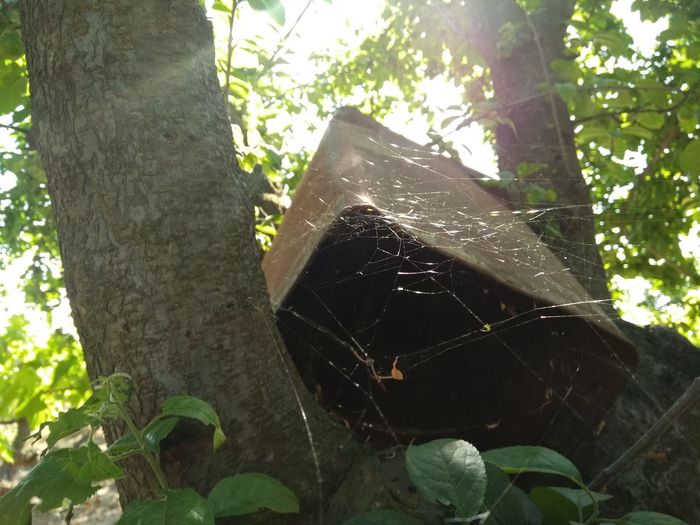 Low angle view of spider web on tree trunk