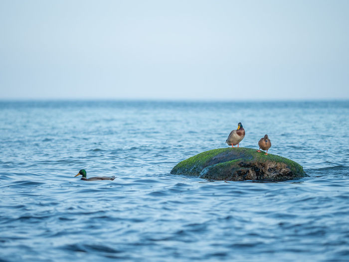 Duck pair stay on mossy boulder at stony coast of baltic sea. floating of duck