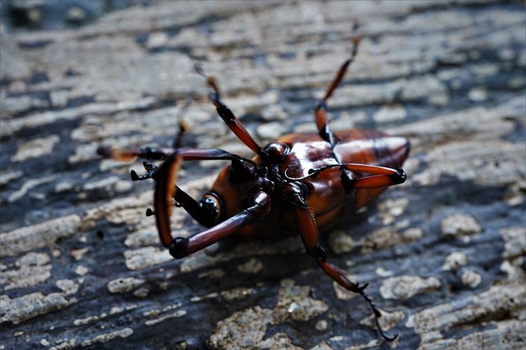 Close-up of insect on rock
