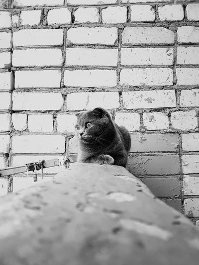 Low angle view of cat against wall