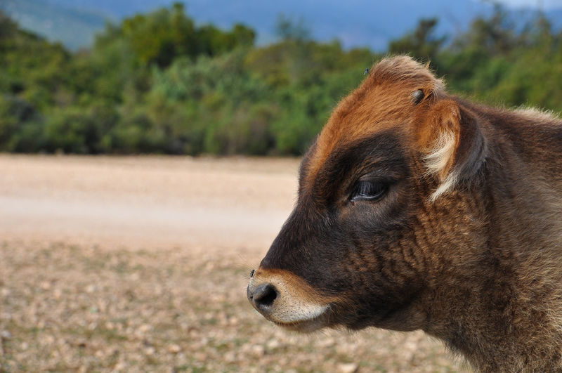 Close-up of a calf on field