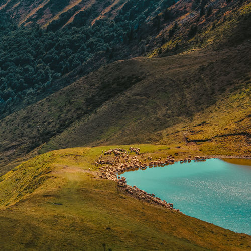 High angle view of lake amidst land with sheeps drinking water