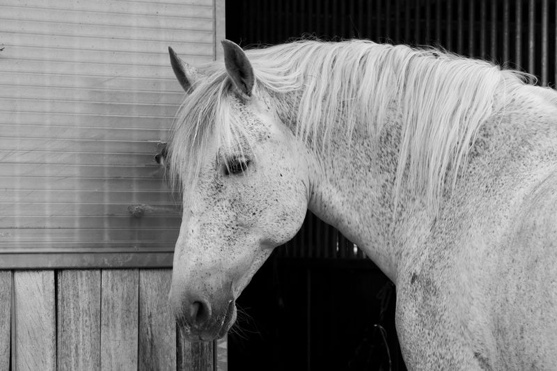 White horse in front of stable door 