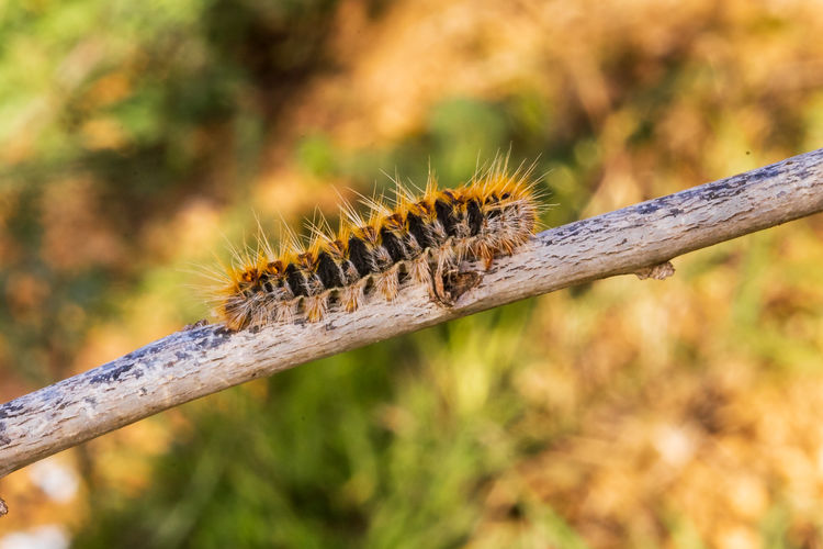 Close-up of insect on branch against blurred background