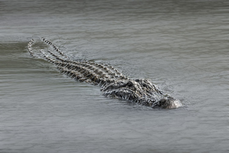 High angle view of crocodile in sea