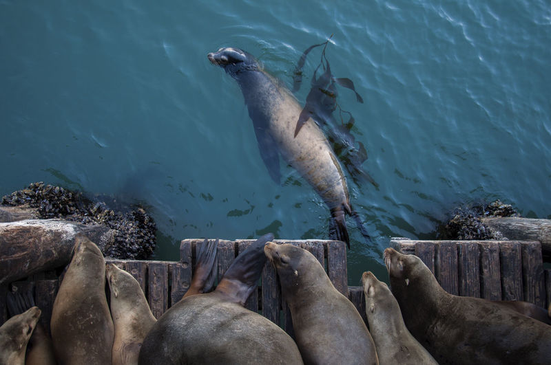 High angle view of sea lions on pier