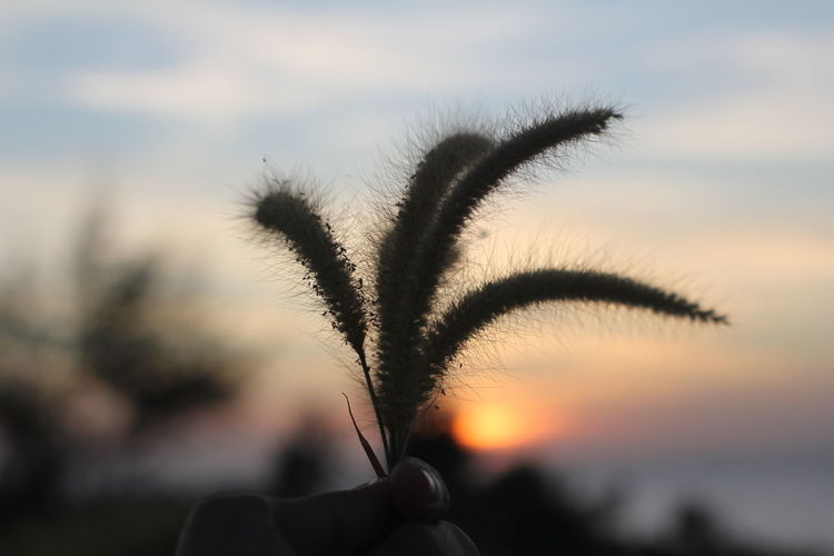 Close-up of hand holding plant against sky during sunset