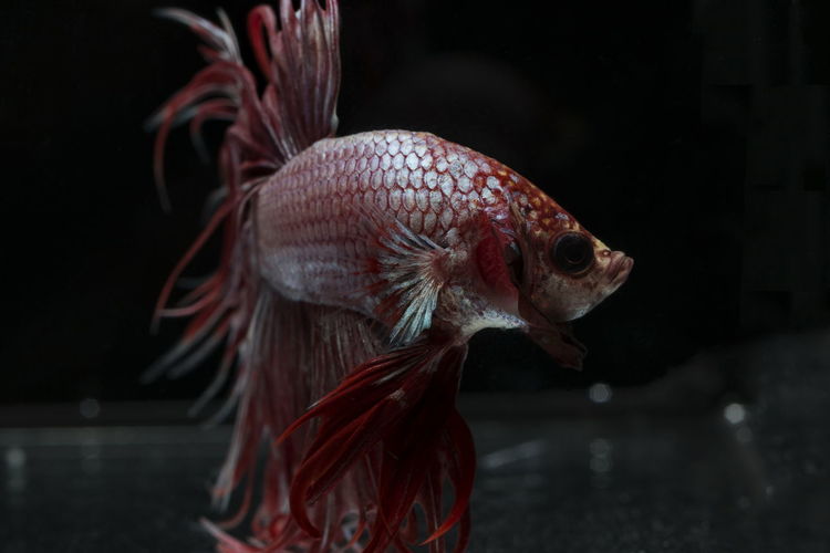 Siamese fighting fish ,crowntail, red fish on a black background, halfmoon betta,