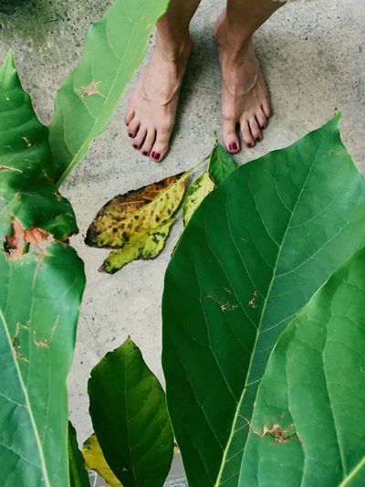 Low section of woman standing on leaves