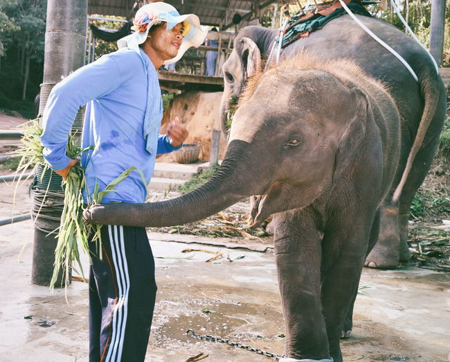 Full length of man standing on elephant