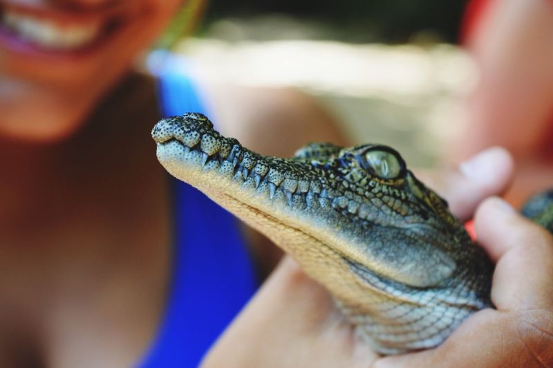 Close-up of woman holding newborn alligator