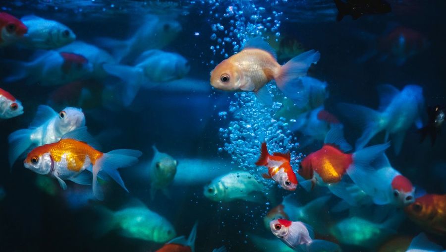 Goldfish in the aquarium