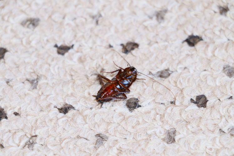 High angle view of dead cockroach