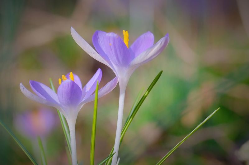 Close-up of purple crocus flower