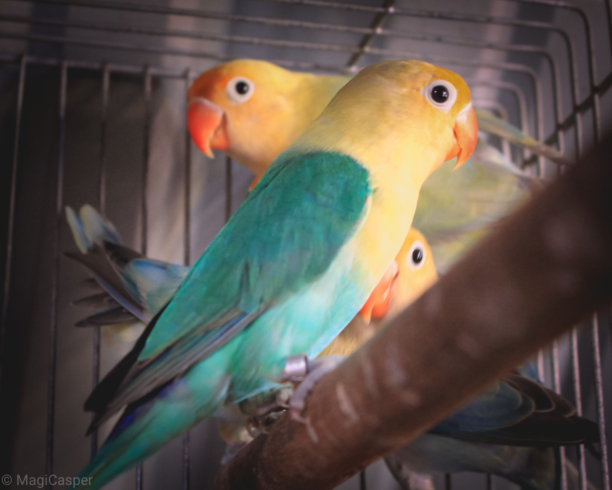 bird, animal themes, vertebrate, animal, parrot, animal wildlife, group of animals, parakeet, animals in the wild, perching, two animals, close-up, no people, cage, budgerigar, yellow, nature, birdcage, outdoors, selective focus