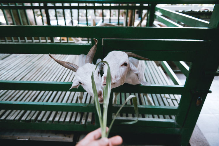 Person feeding goats at farm