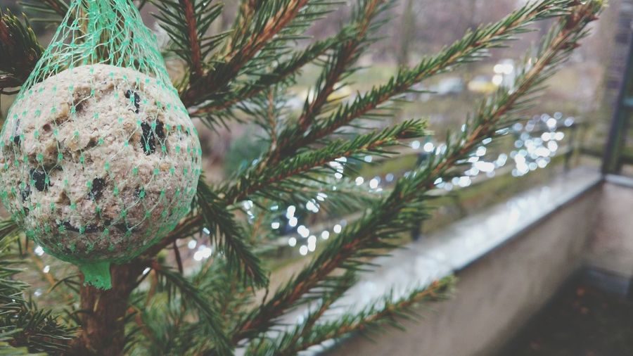 Close-up of christmas tree