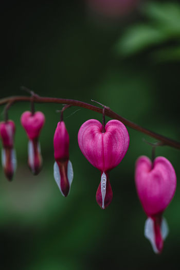 Close up of pink and white bleeding heart flowers in bloom.