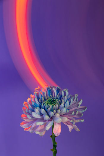 Colorful blossoming chrysanthemum flower with tender petals placed on purple background with bright glowing orange neon light in modern studio
