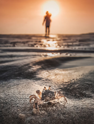 Full length of man on beach against sky during sunset