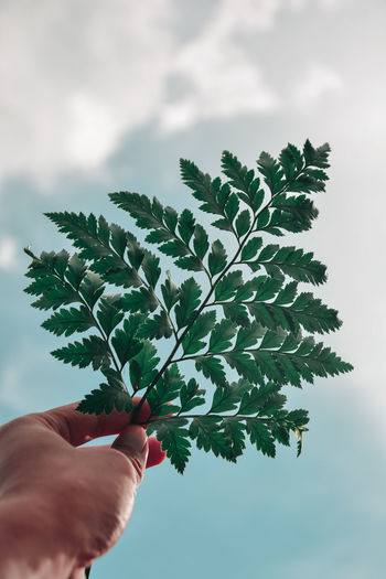 Person holding plant against sky